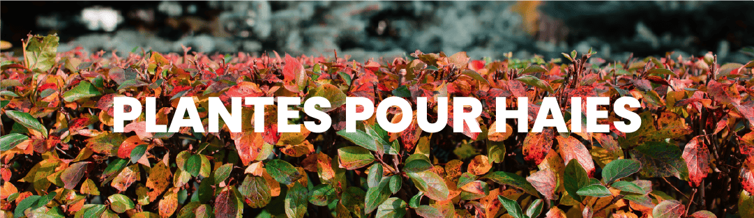 Pépinière en ligne : plantes pour haies